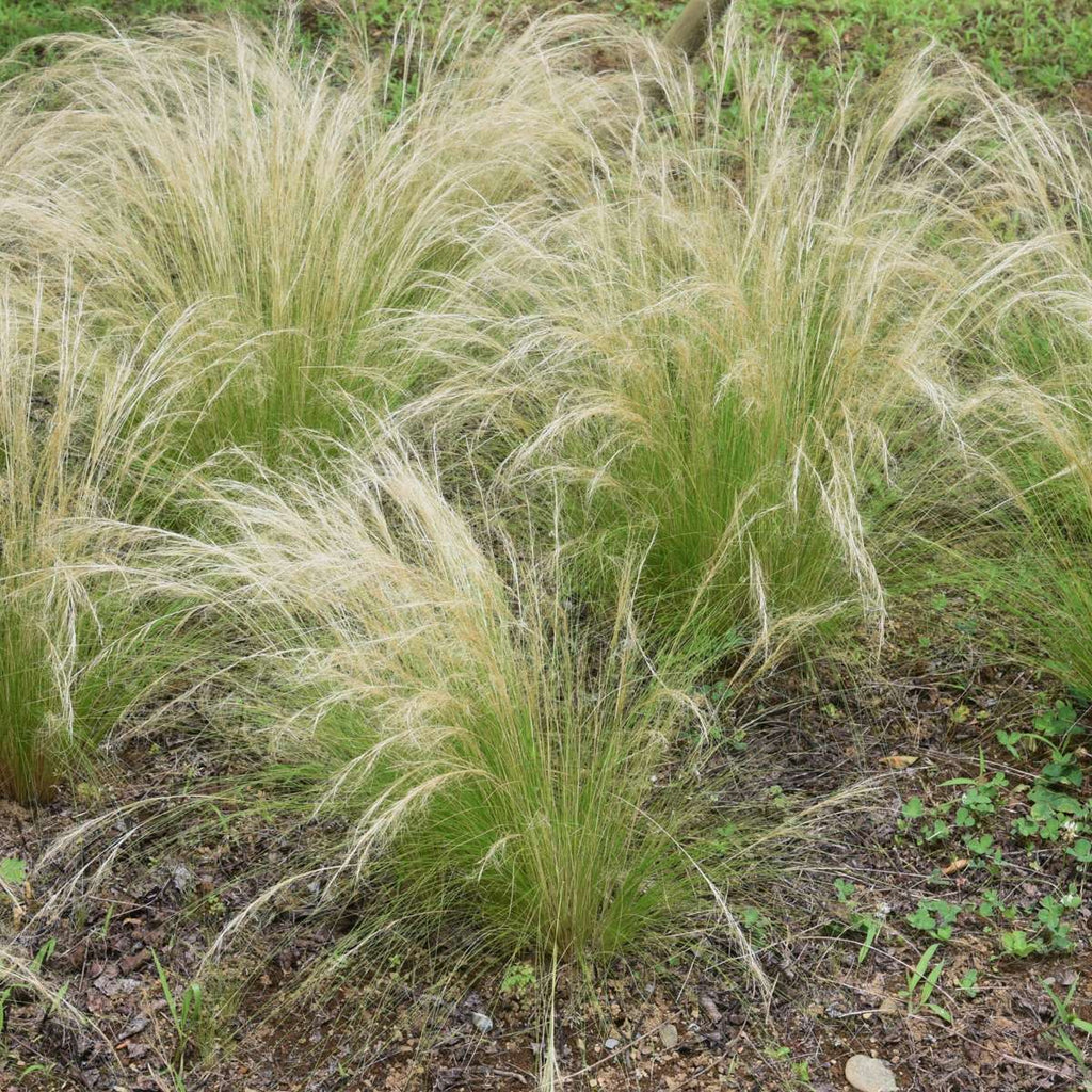 Mexican feather grass - 3 pcs. - Stipa tenuifolia 'Pony Tails' - H20-30cm - ⌀9cm
