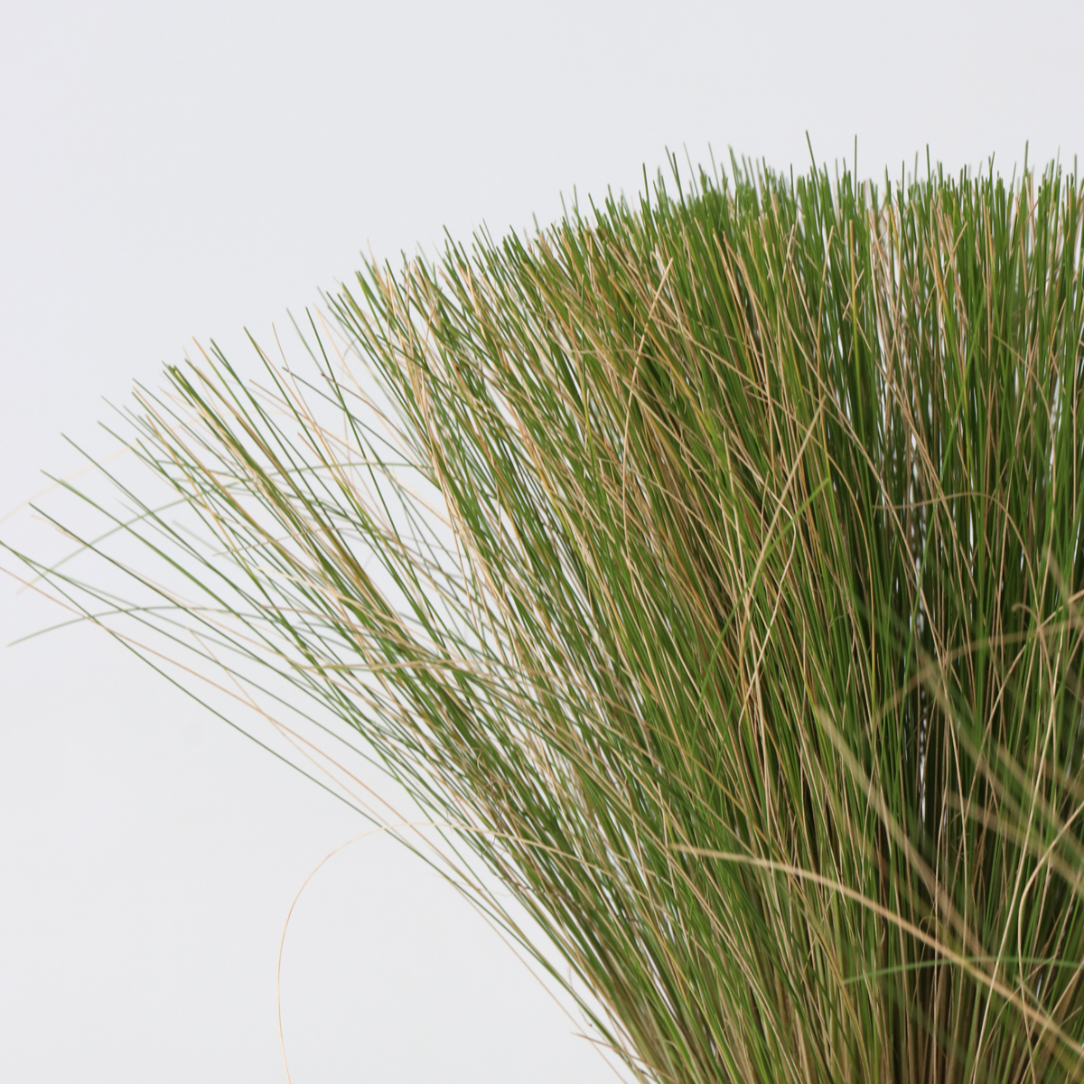 Mexican feather grass - 3 pcs. - Stipa tenuifolia 'Pony Tails' - H20-30cm - ⌀9cm