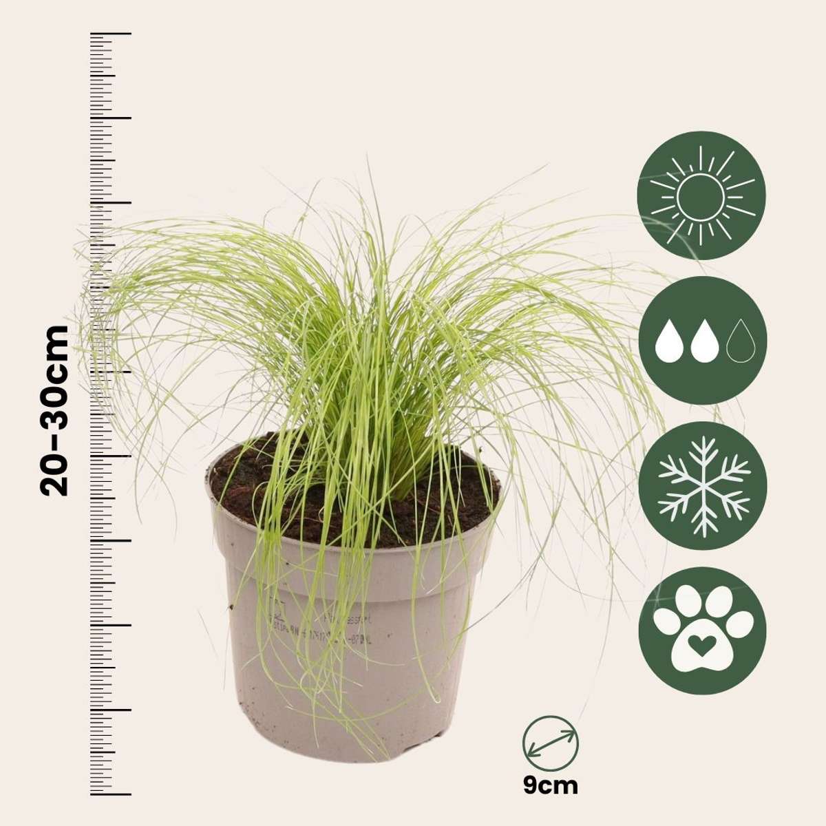 Mexican feather grass - 3 pcs. - Stipa tenuifolia 'Pony Tails' - H20-30cm - ⌀9cm
