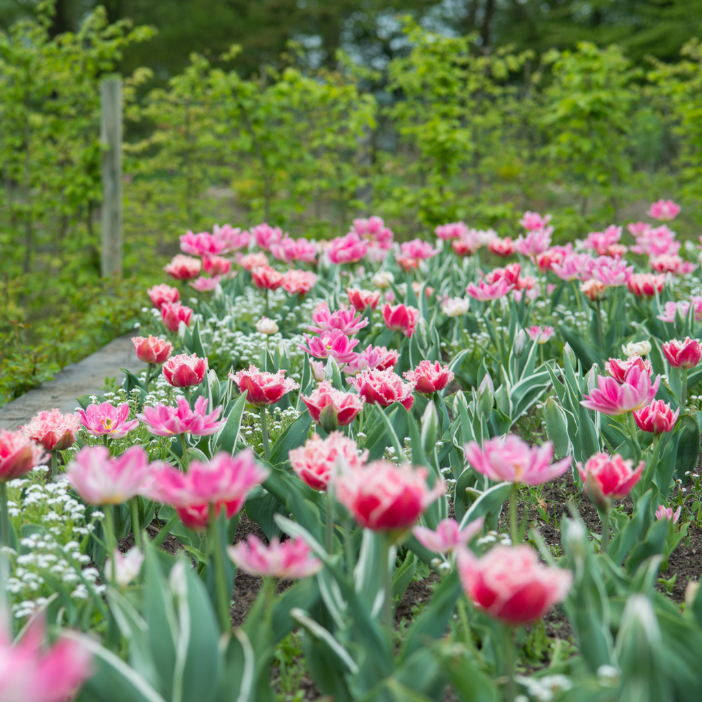 Tulip bulbs - 10 pcs. - Tulipa 'Queensland' - Flower Bulbs - Pink