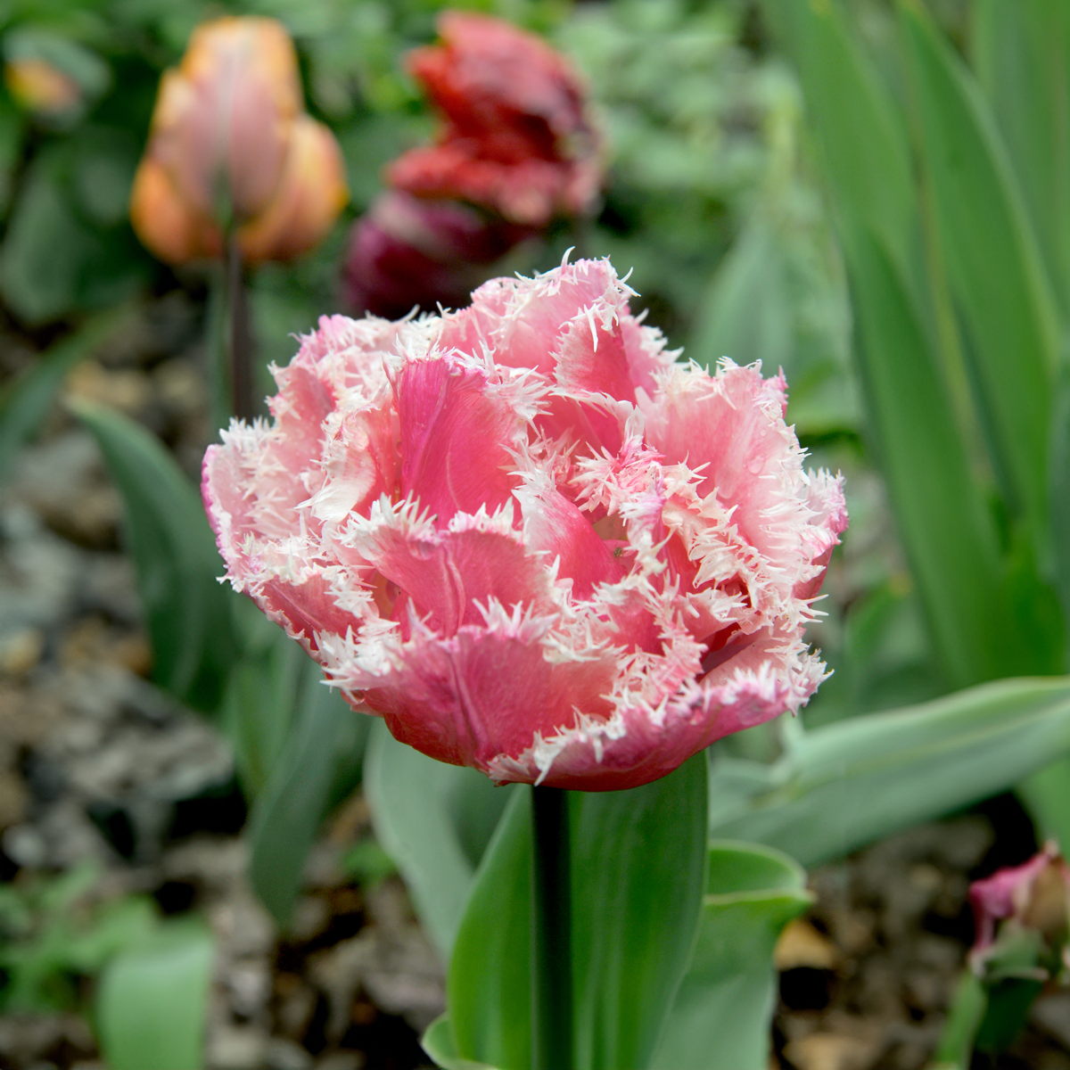 Tulip bulbs - 10 pcs. - Tulipa 'Queensland' - Flower Bulbs - Pink