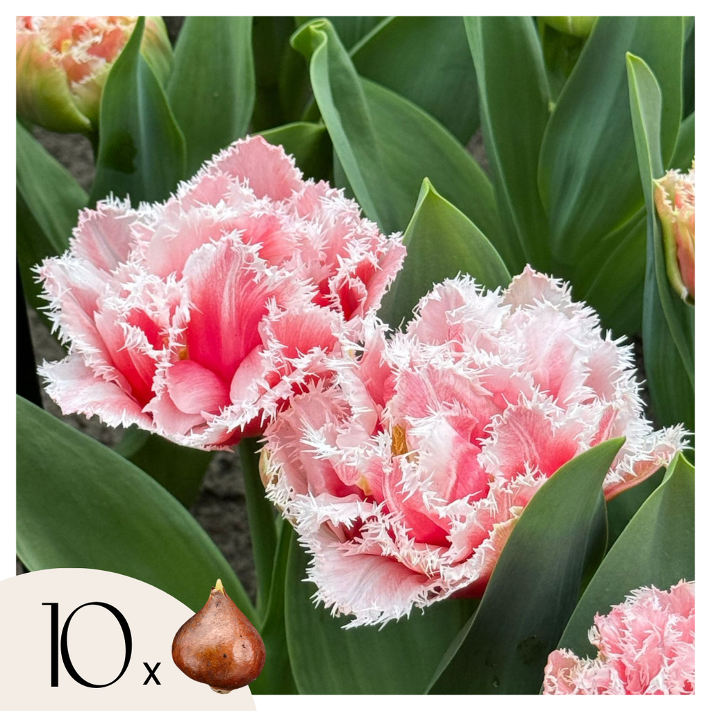 Tulip bulbs - 10 pcs. - Tulipa 'Queensland' - Flower Bulbs - Pink