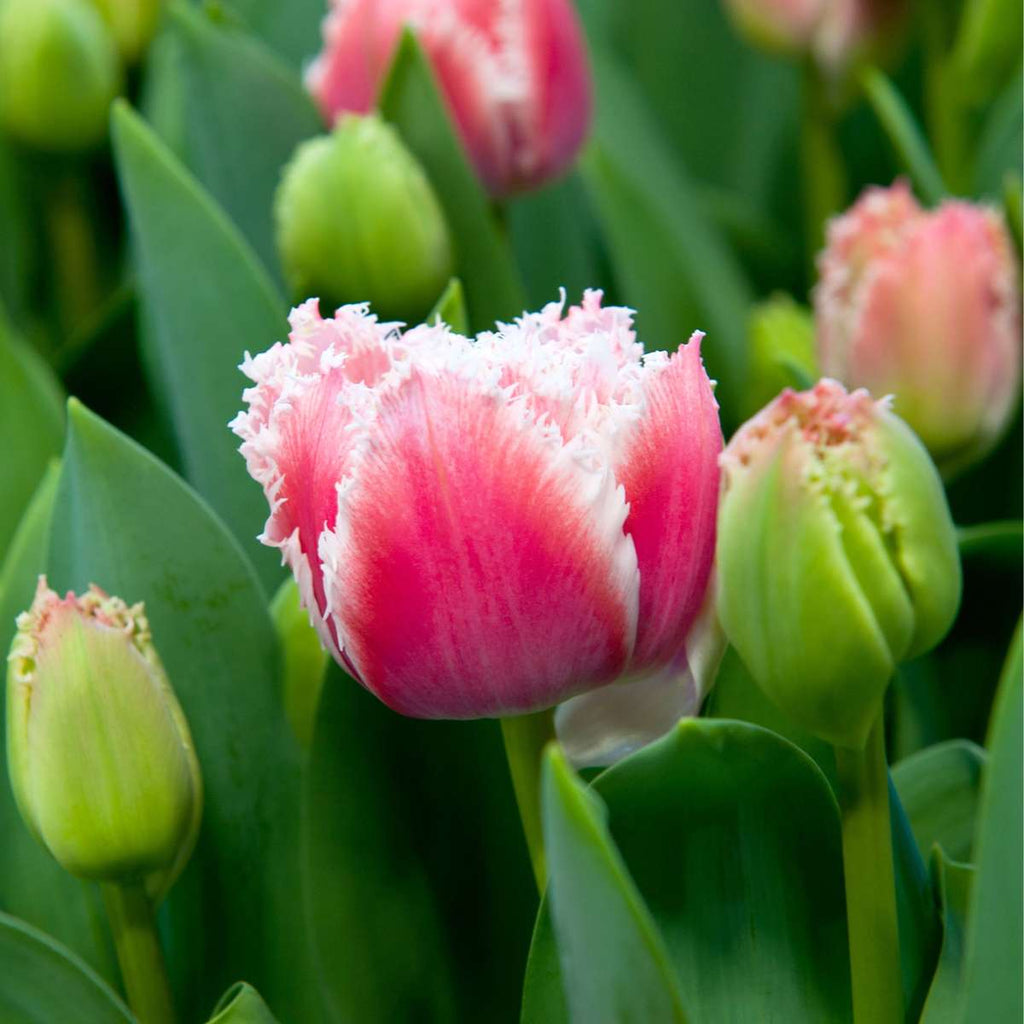 Tulip bulbs - 15 pcs. - Tulipa 'Queensland' - Flower Bulbs - Pink