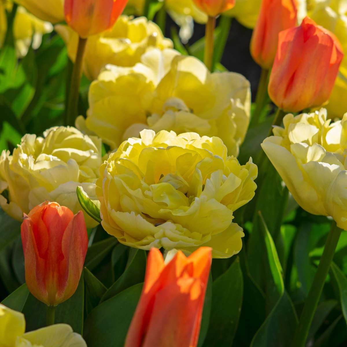 Tulip bulbs - 14 pcs. - Tulipa 'Avant Garde' - Flower Bulbs - Yellow