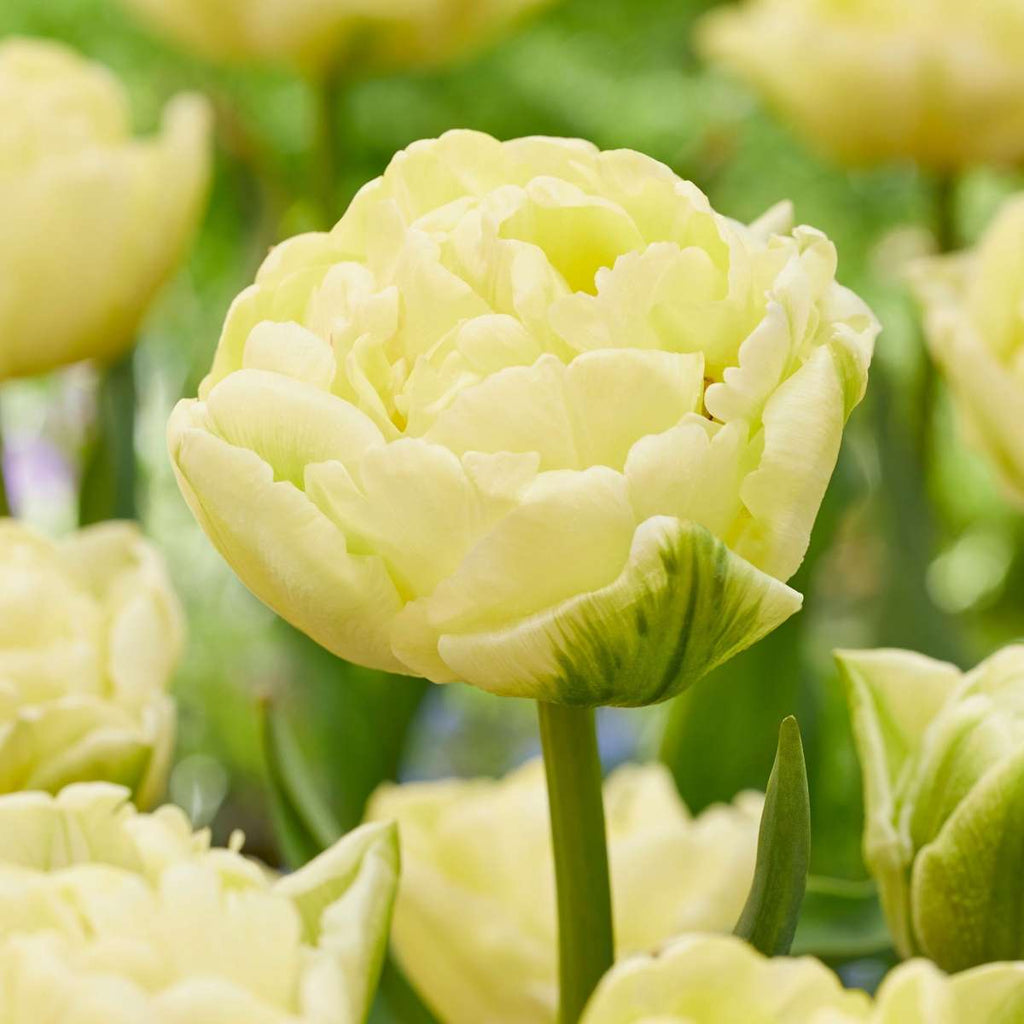 Tulip bulbs - 14 pcs. - Tulipa 'Avant Garde' - Flower Bulbs - Yellow