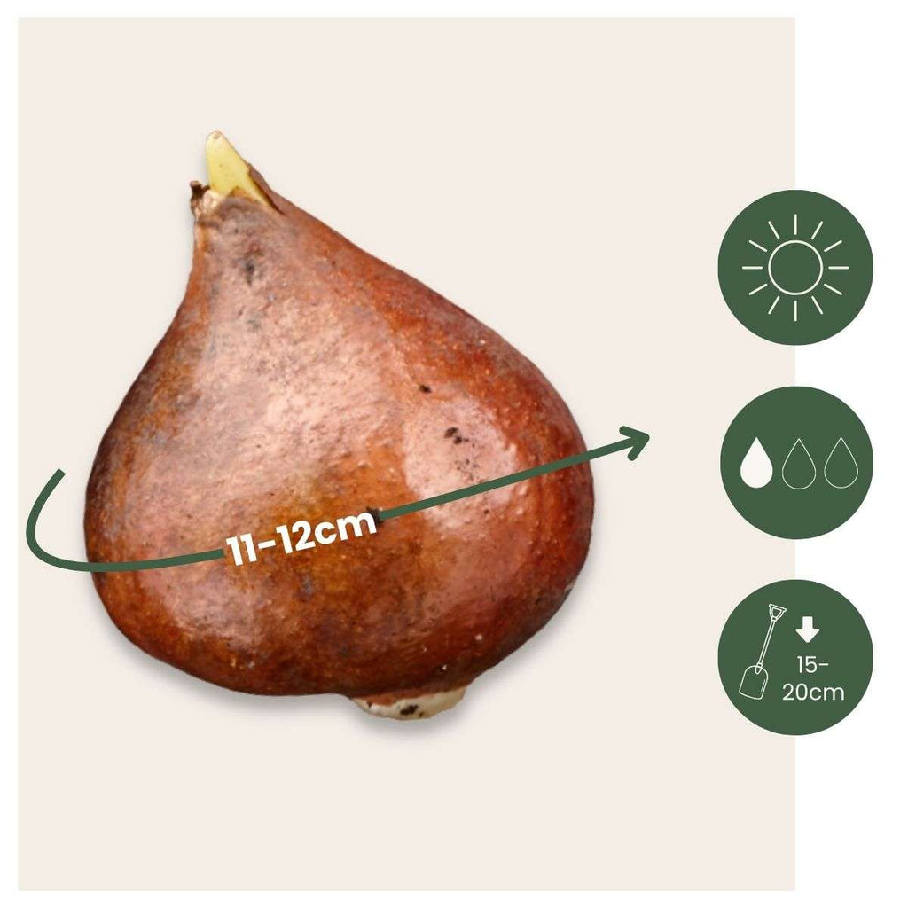 Tulip bulbs - 14 pcs. - Tulipa 'Avant Garde' - Flower Bulbs - Yellow