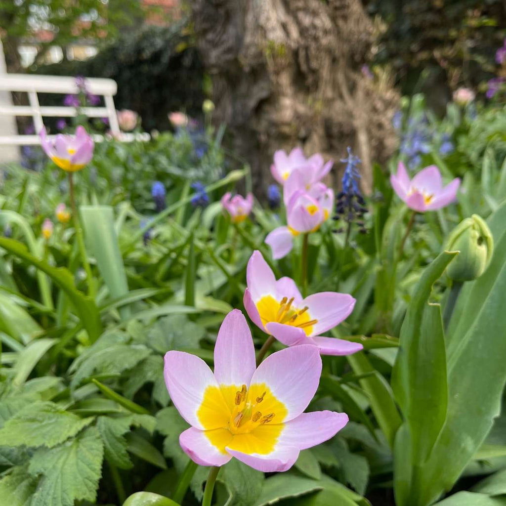 Tulip bulbs - 100 pcs. - Tulipa bakeri 'Lilac Wonder' - Flower Bulbs