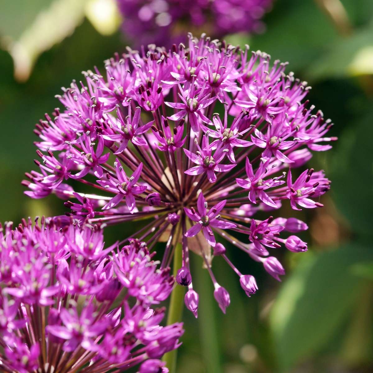 Ornamental onion - 60 pcs. - Allium 'Purple Sensation' - Flower Bulbs - Purple