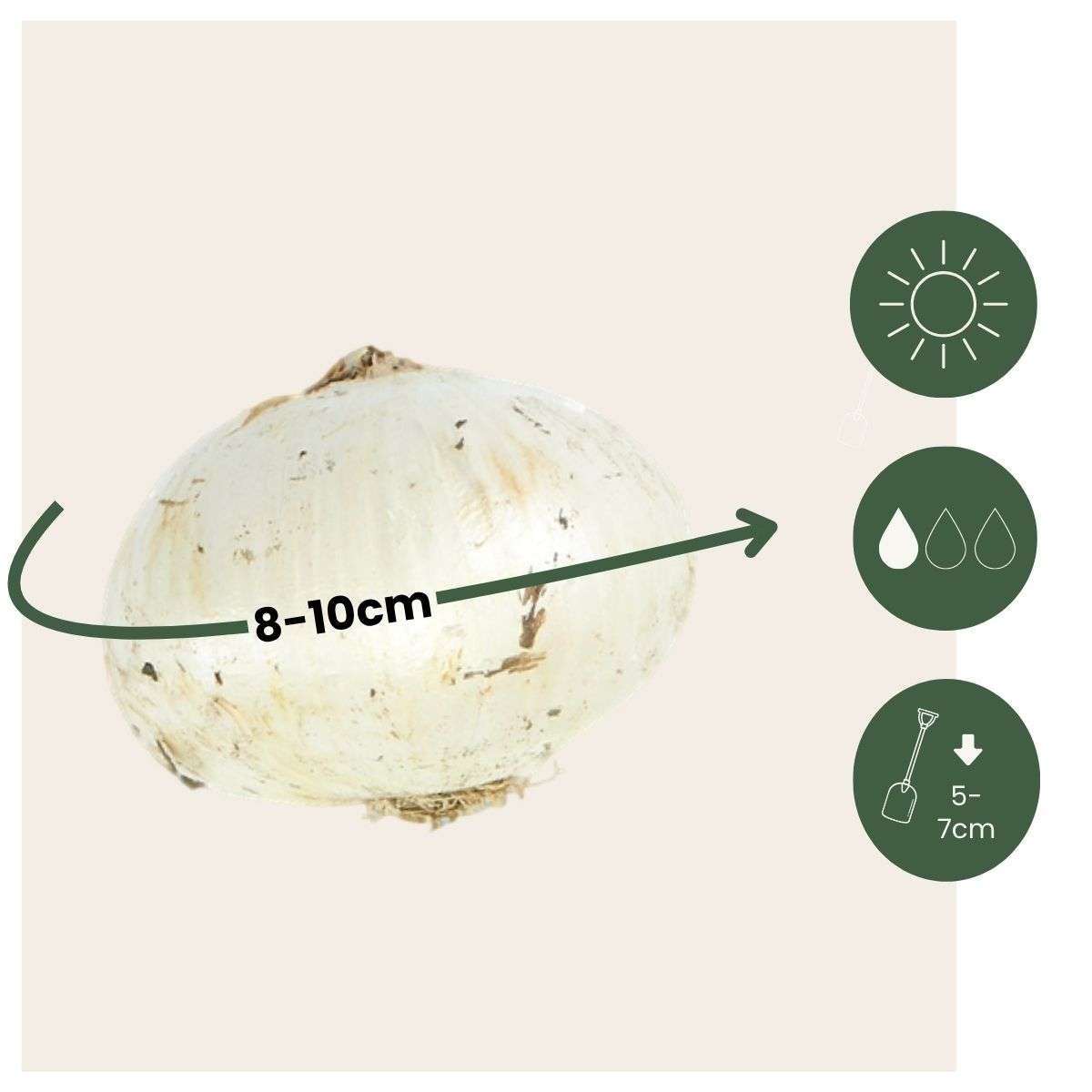 Ornamental onion - 30 pcs. - Allium 'Purple Sensation' - Flower Bulbs - Purple