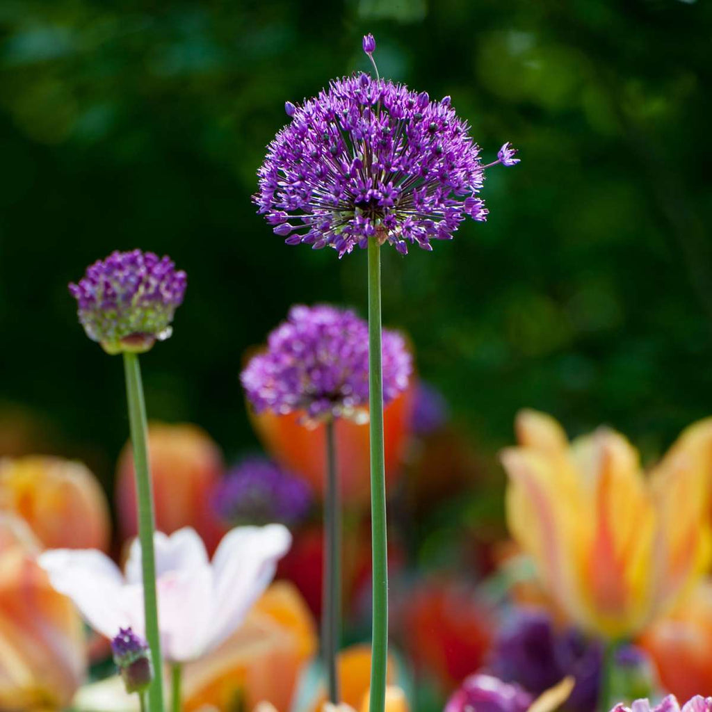 Ornamental onion - 30 pcs. - Allium 'Purple Sensation' - Flower Bulbs - Purple