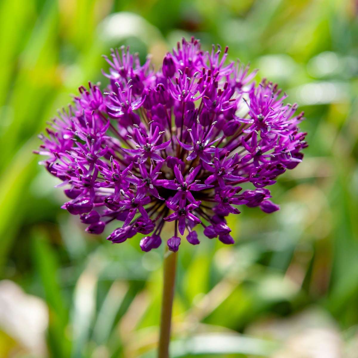 Ornamental onion - 60 pcs. - Allium 'Purple Sensation' - Flower Bulbs - Purple