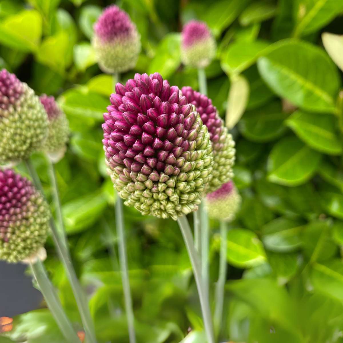 Ornamental onion - 100 pcs. - Allium 'Sphaerocephalon' - Flower Bulbs - Purple
