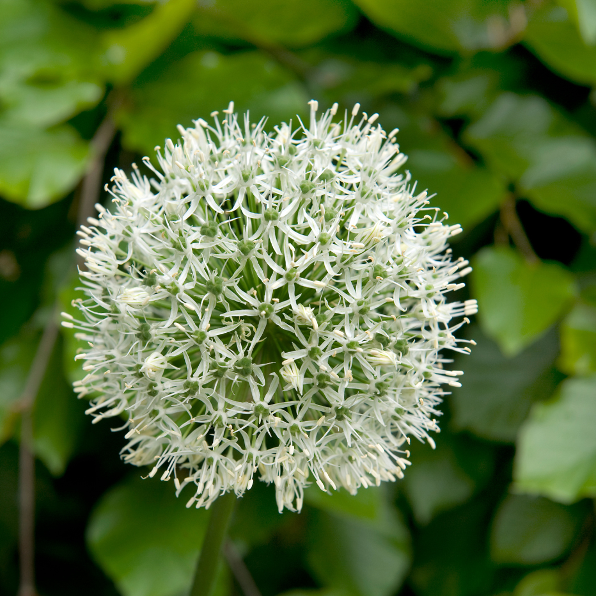 Ornamental onion - 6 pcs. - Allium 'Mount Everest' - Flower Bulbs - White
