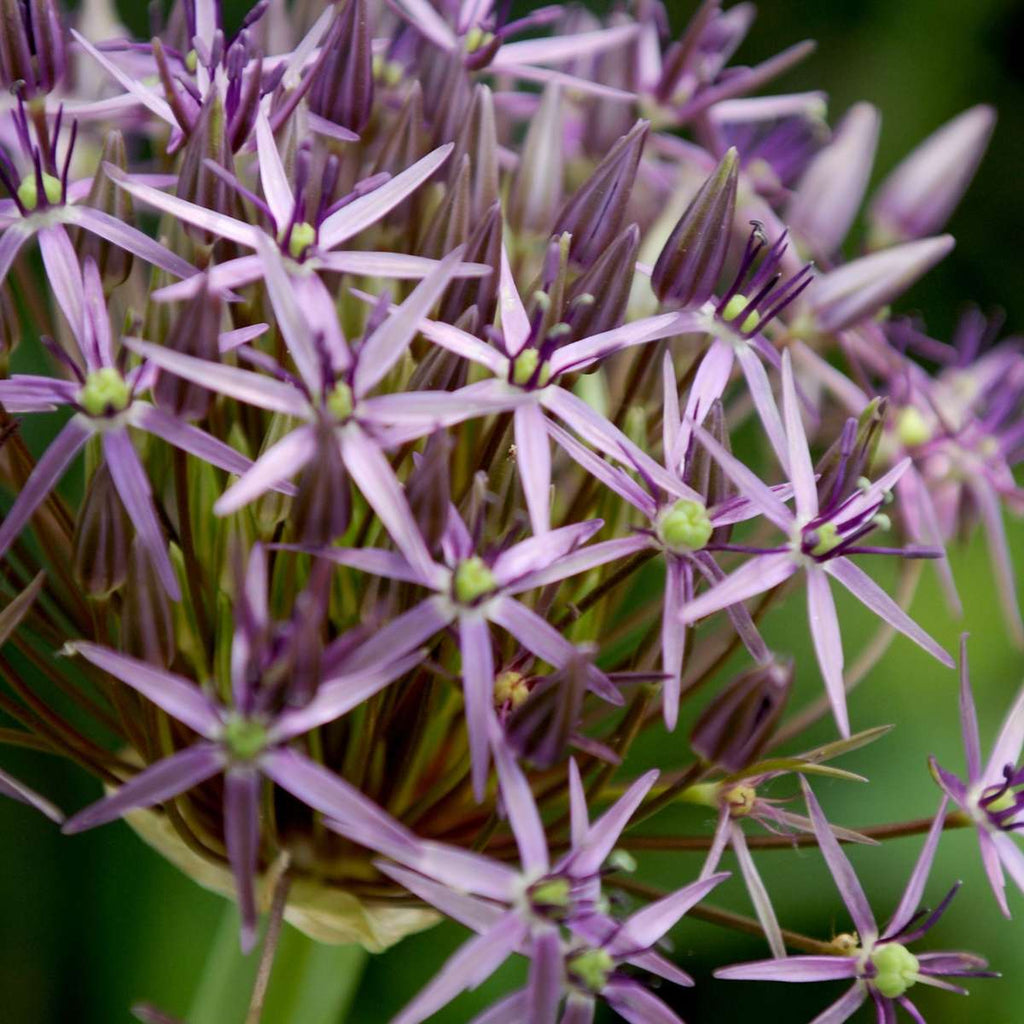 Ornamental onion - 30 pcs. - Allium 'Christophii' - Flower Bulbs - Purple