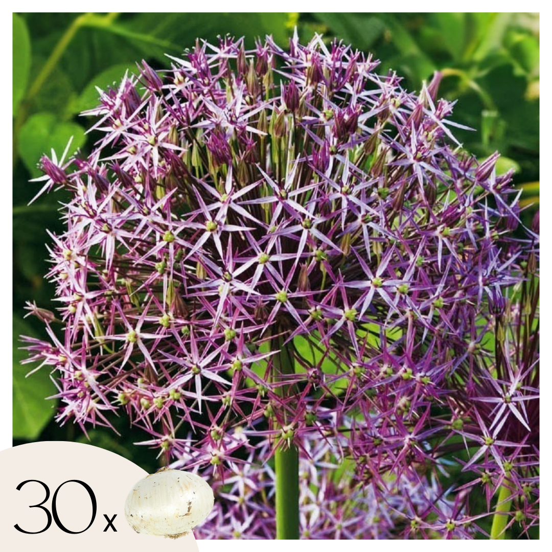Ornamental onion - 30 pcs. - Allium 'Christophii' - Flower Bulbs - Purple