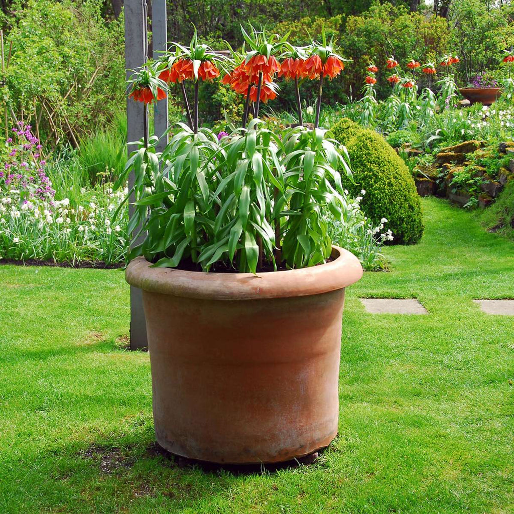 Snake's Head fritillary - 3 pcs. - Fritillaria rubra - Flower Bulbs - Orange