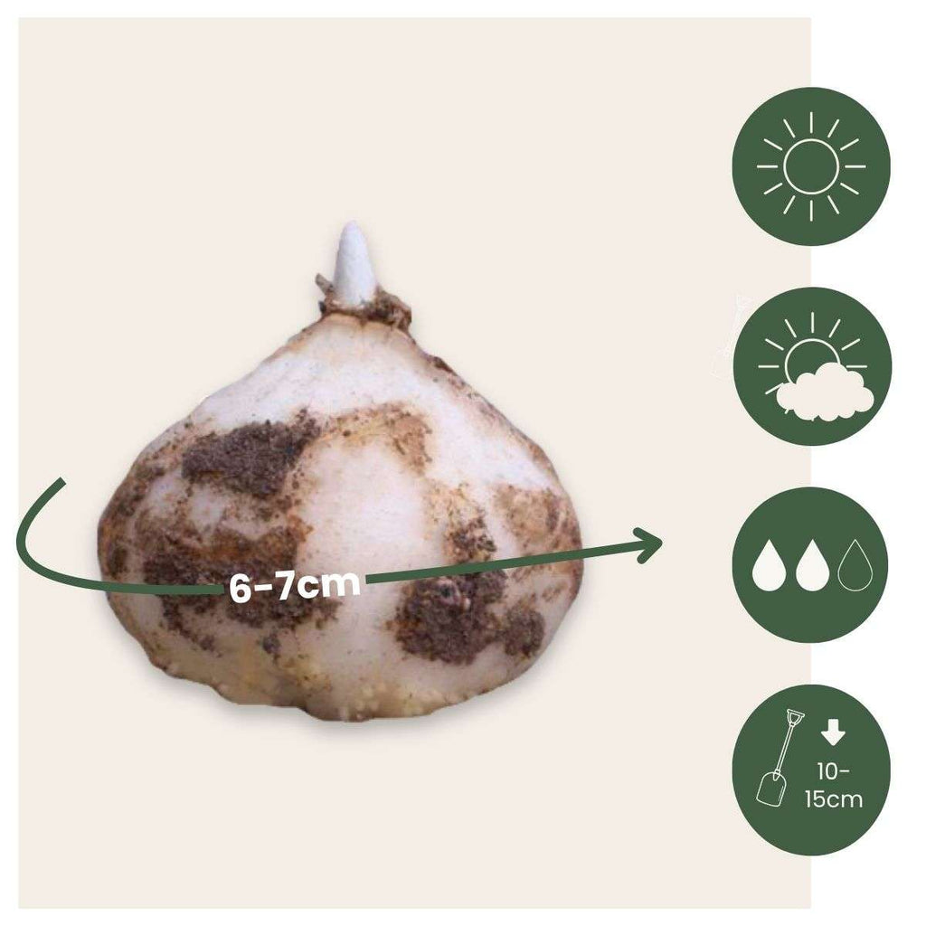 Snake's Head fritillary - 3 pcs. - Fritillaria rubra - Flower Bulbs - Orange