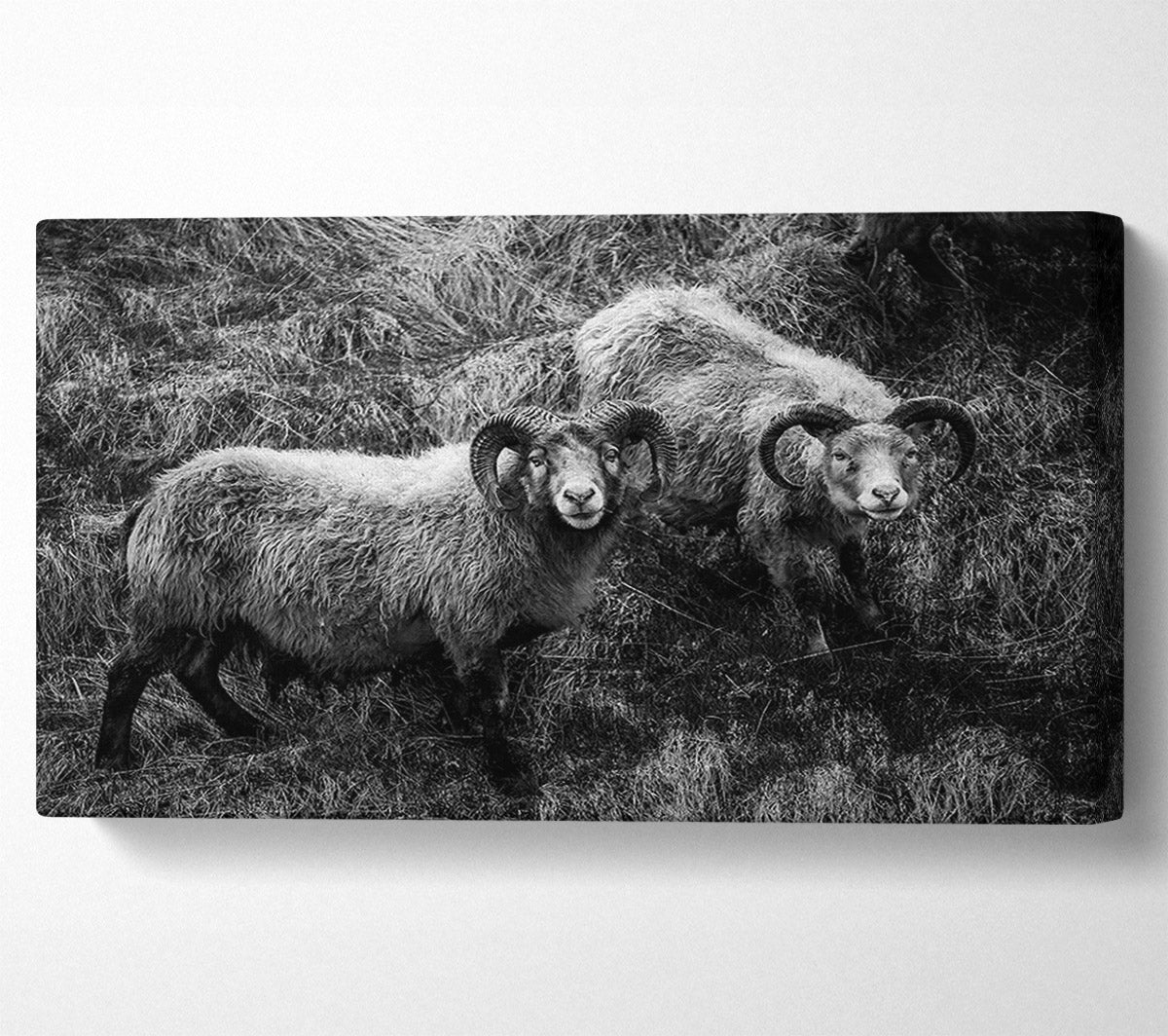 Ram Duo Canvas Wall Art