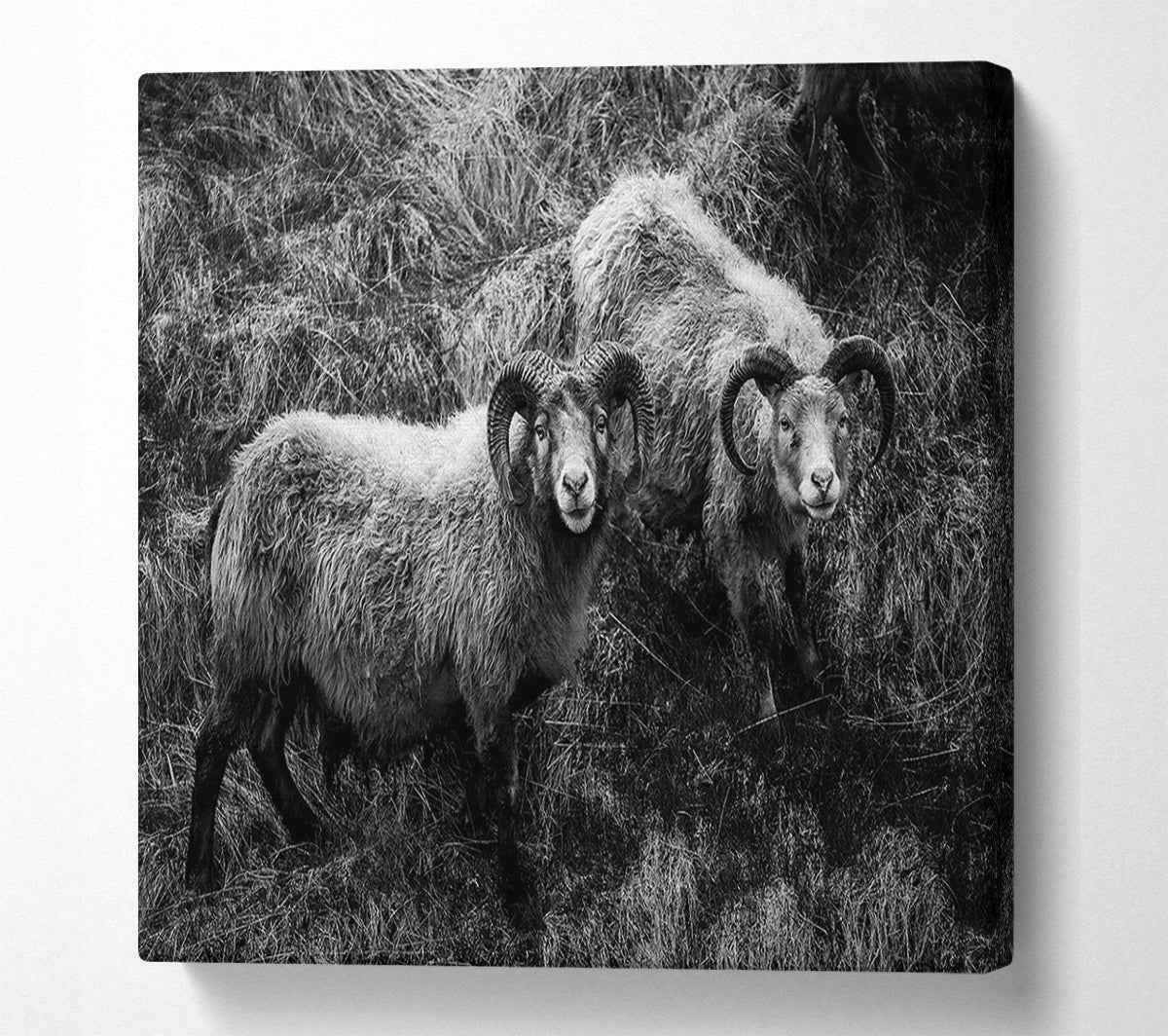 Ram Duo Canvas Wall Art