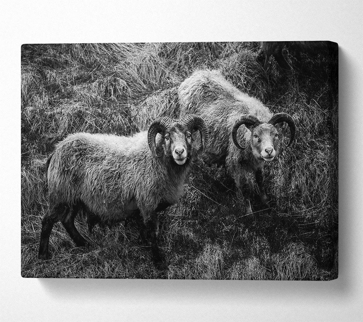 Ram Duo Canvas Wall Art