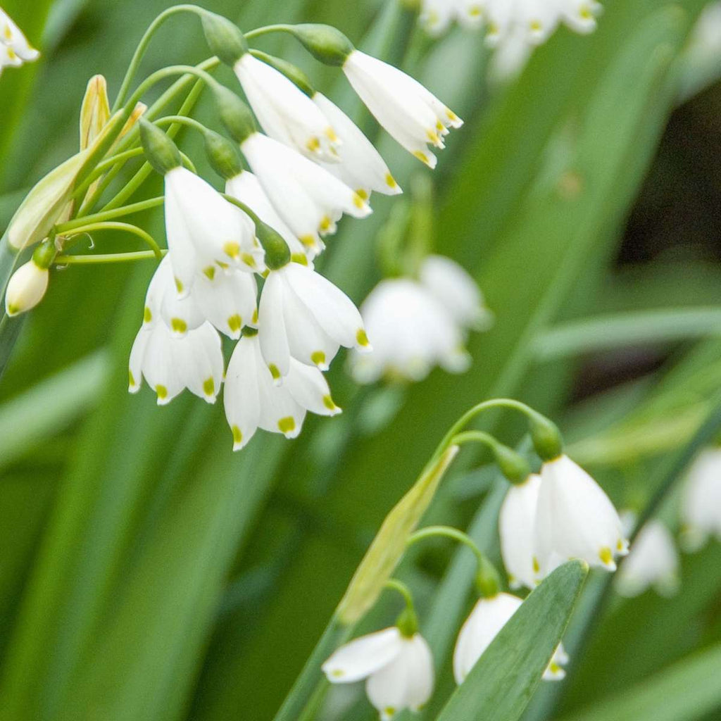 Summer Snowflake - 40 pcs. - Leucojum aestivum - Flower Bulbs - White