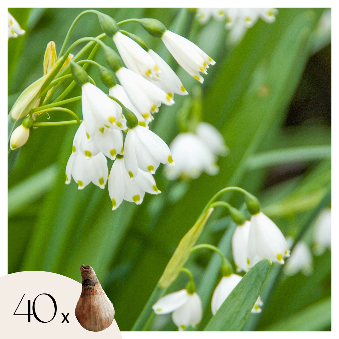 Summer Snowflake - 40 pcs. - Leucojum aestivum - Flower Bulbs - White