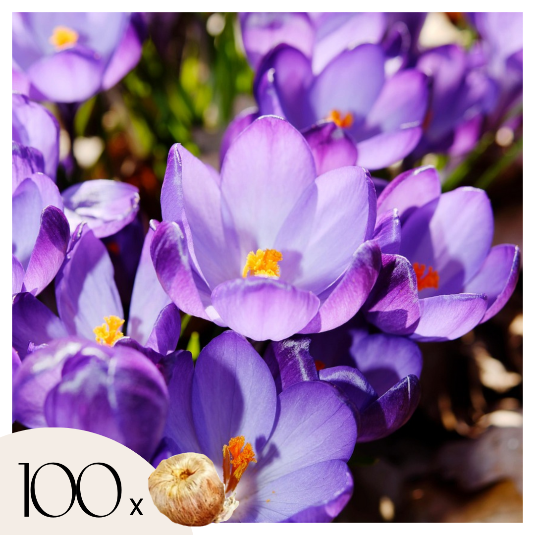 Crocus bulbs - 100 pcs. - Crocus 'Ruby Giant' - Flower Bulbs - Purple