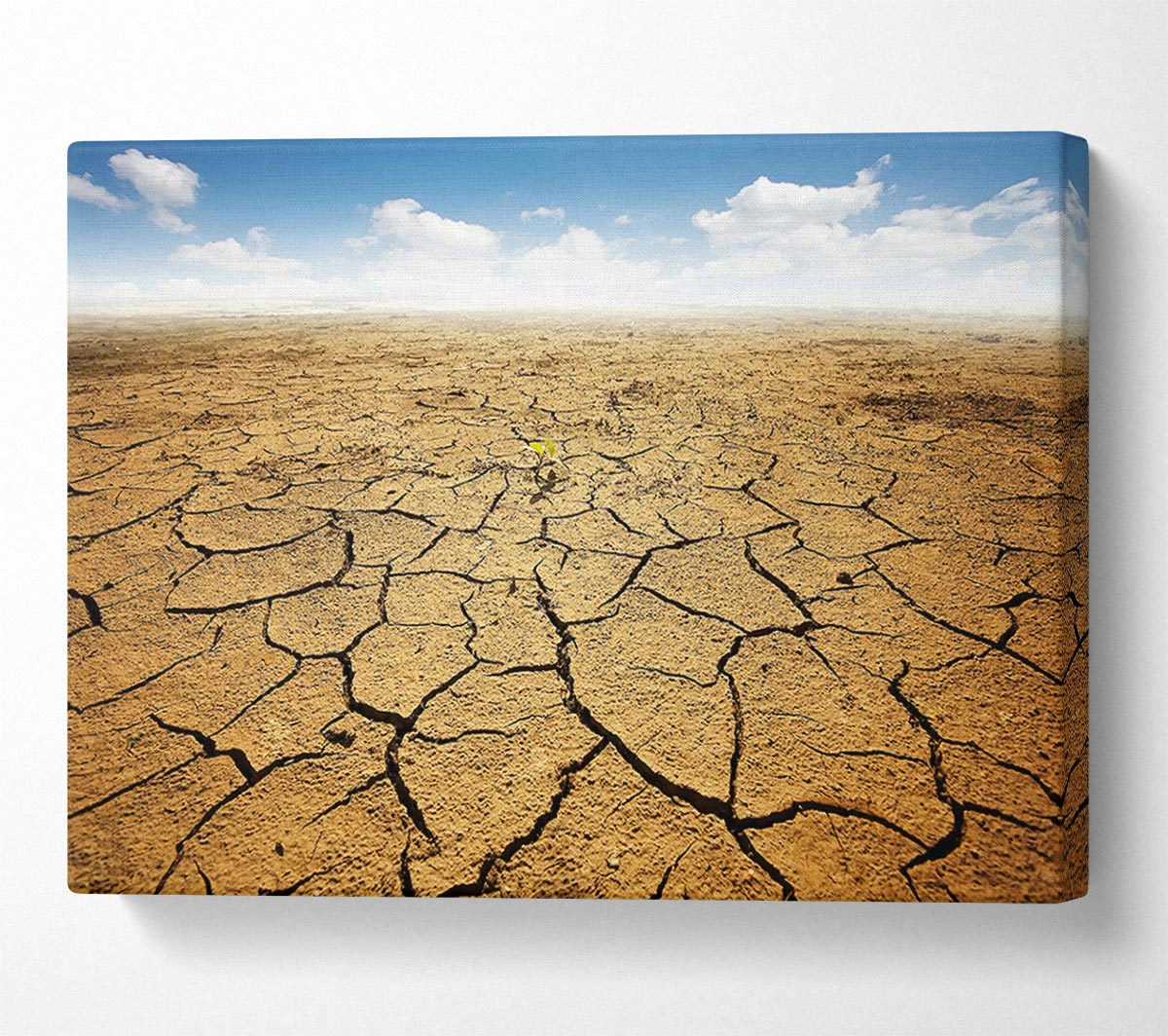Signs Of Life Canvas Wall Art