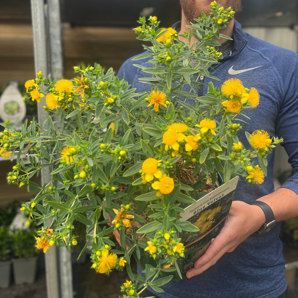 Hypericum kalmianum 'Blue Velvet' 3.5L