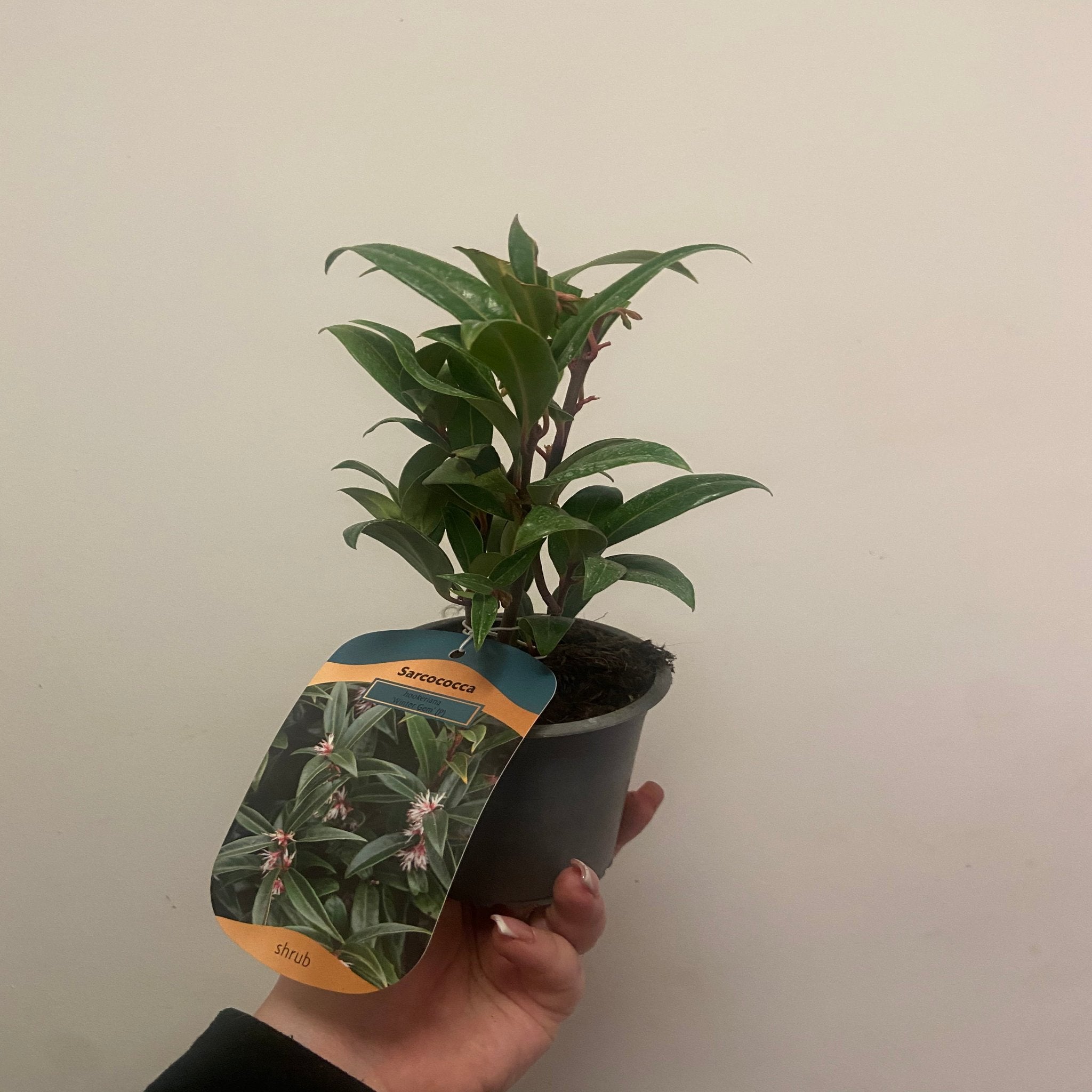 Sarcococca hookeriana 'Winter Gem' 9cm / 2L