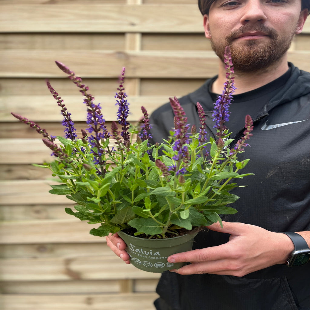 Salvia nemorasa 'Ostfriesland' Blue 9cm / 2L