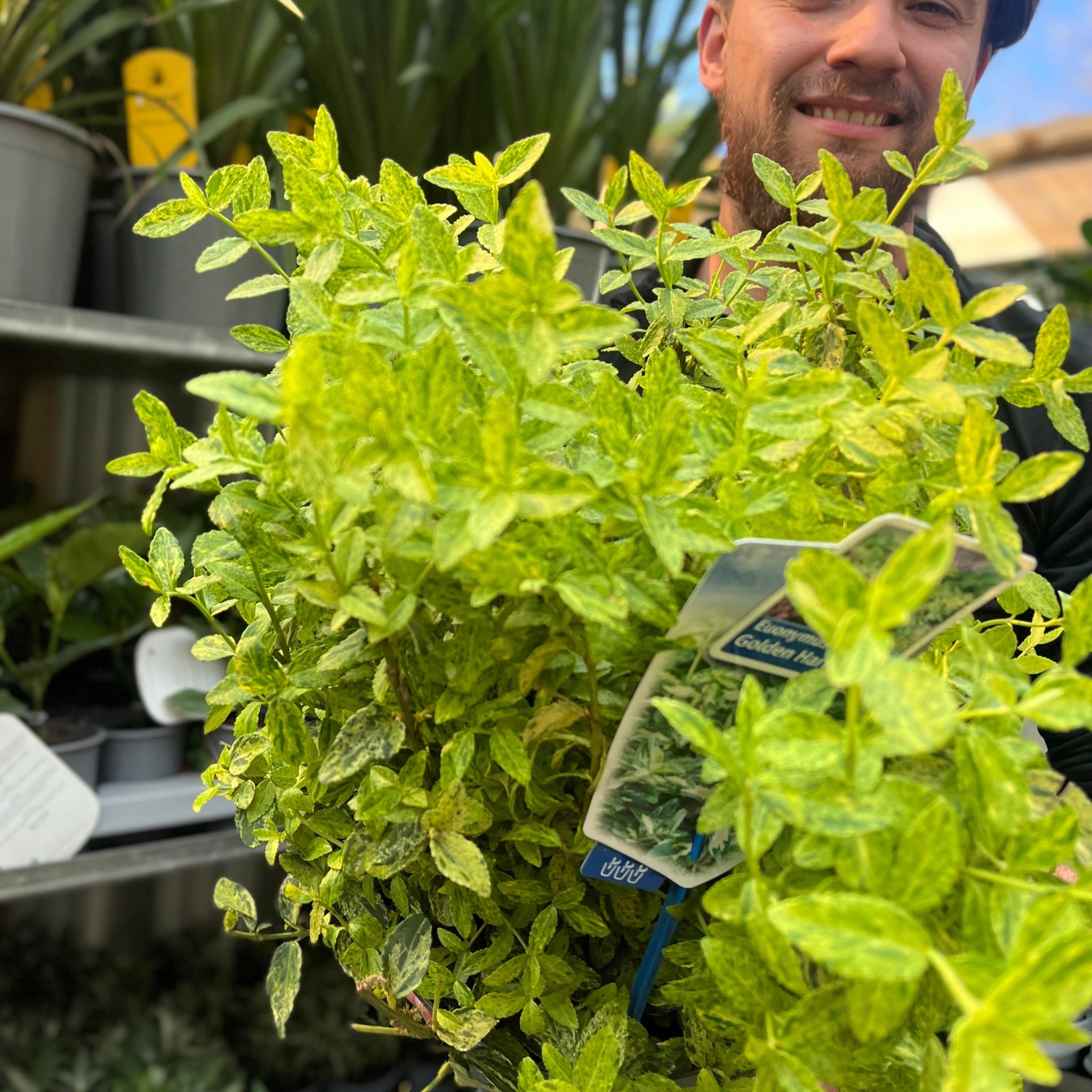 Euonymus fortunei 'Golden Harlequin' 5L