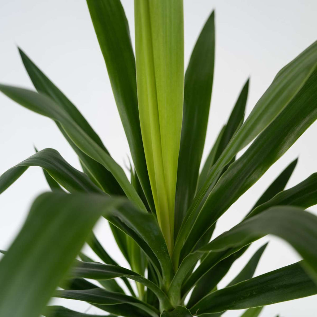 Common Yucca - 6 pcs. - Yucca elephantipes - Height 50-60cm - ⌀14cm