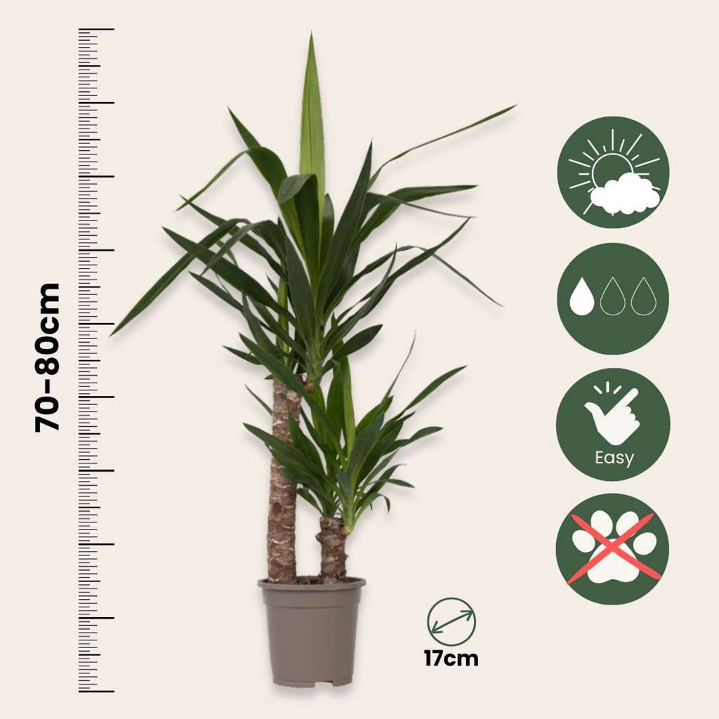 Common Yucca - 2 pcs. - Yucca elephantipes - Height 70-80cm - ⌀17cm
