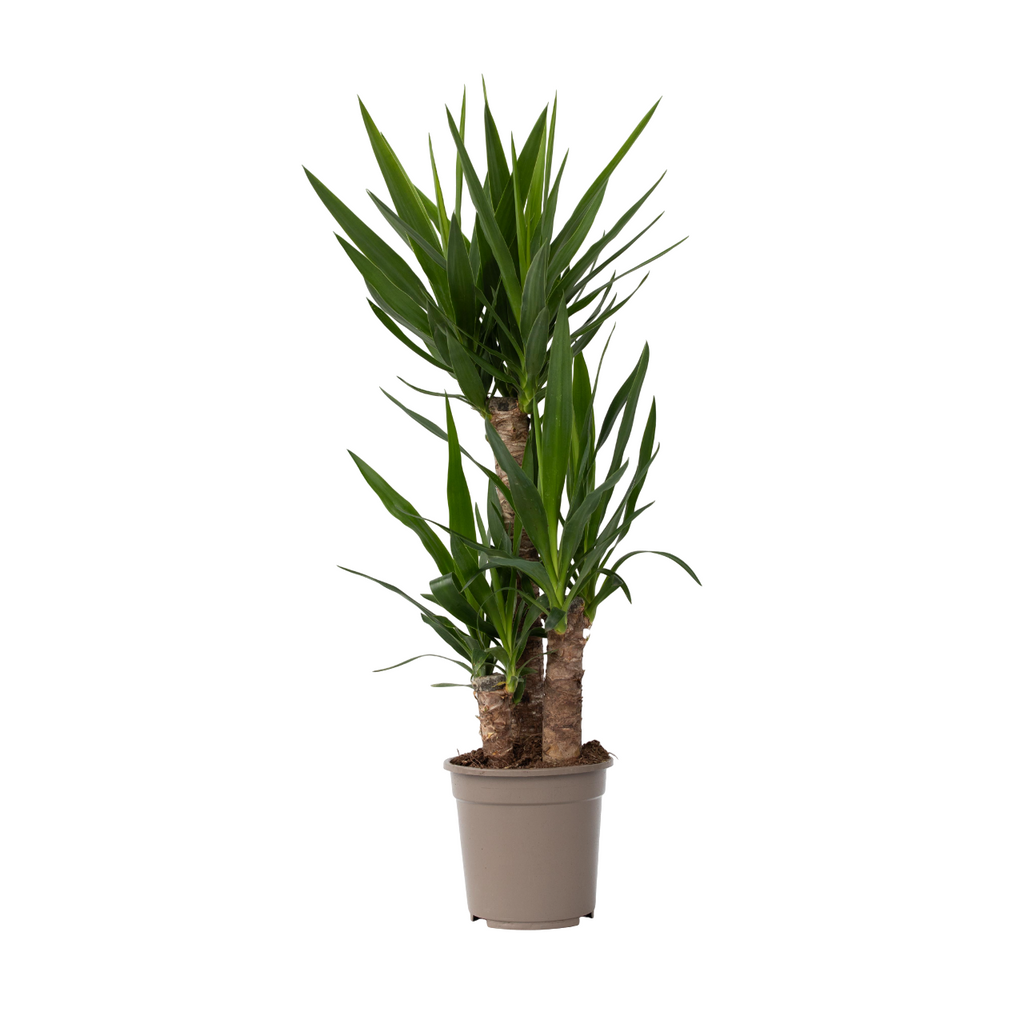 Common Yucca - Yucca elephantipes - Height 70-80cm - ⌀21cm