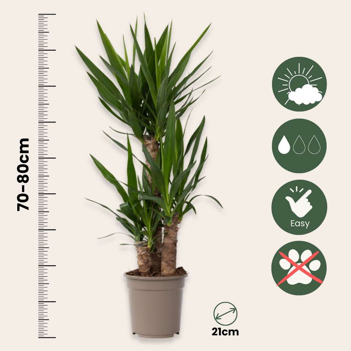 Common Yucca - Yucca elephantipes - Height 70-80cm - ⌀21cm