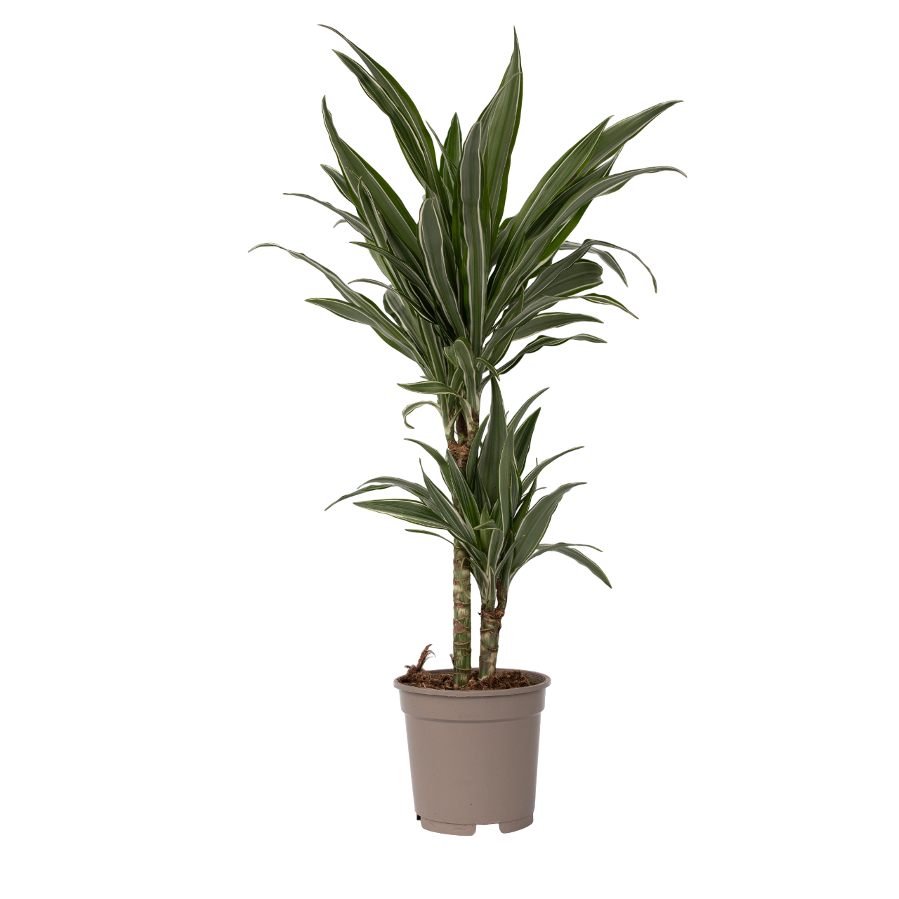 Dragon Tree - Dracaena Deremensis 'Warneckei' - Height 60-70cm - ⌀17cm