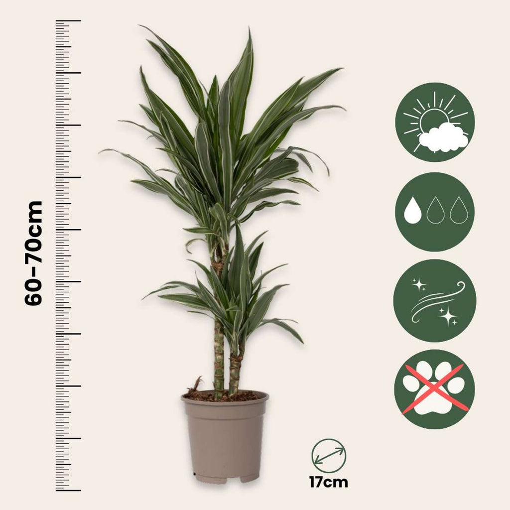 Dragon Tree - Dracaena Deremensis 'Warneckei' - Height 60-70cm - ⌀17cm