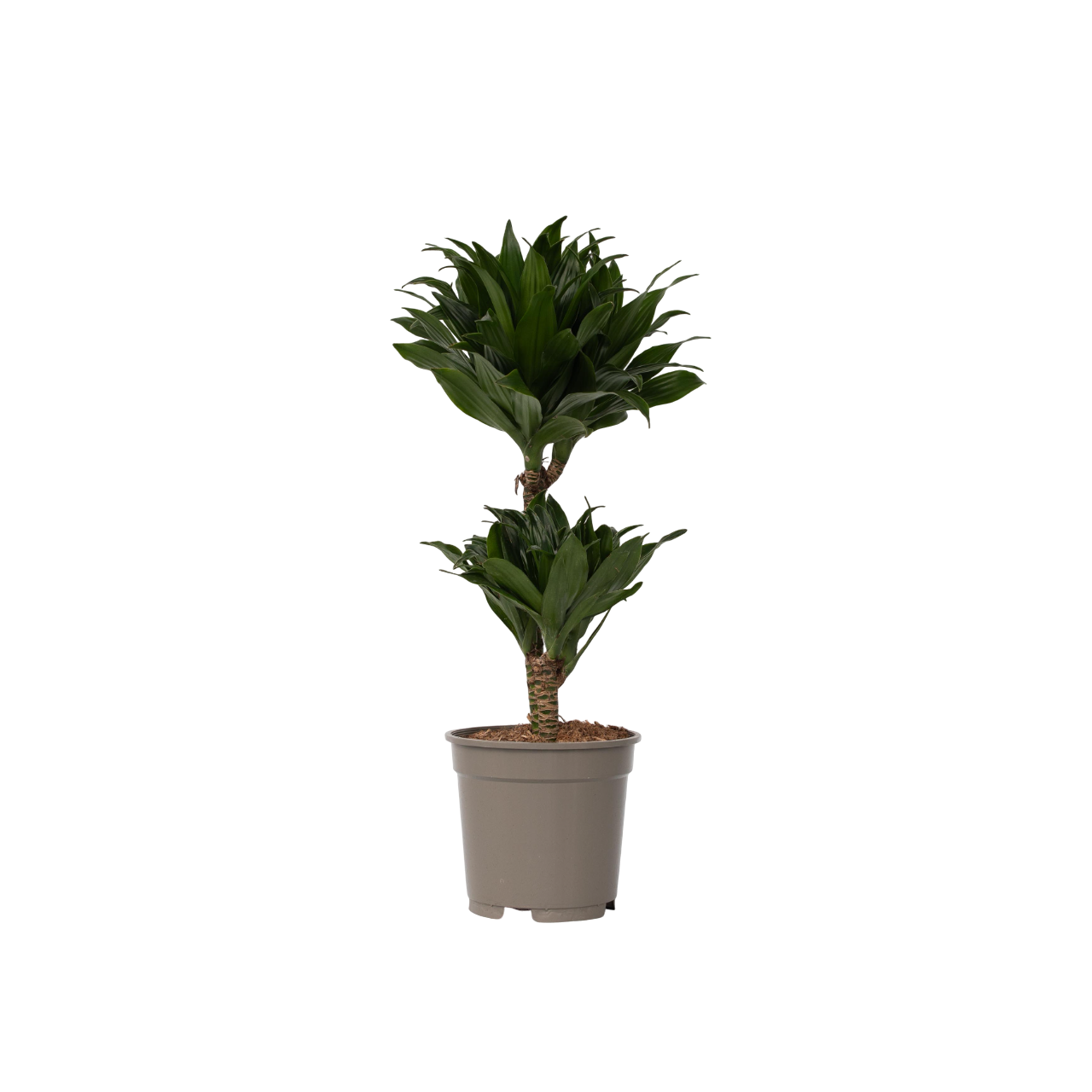 Dragon Tree - Dracaena surculosa - Height 50-65cm - ⌀17cm