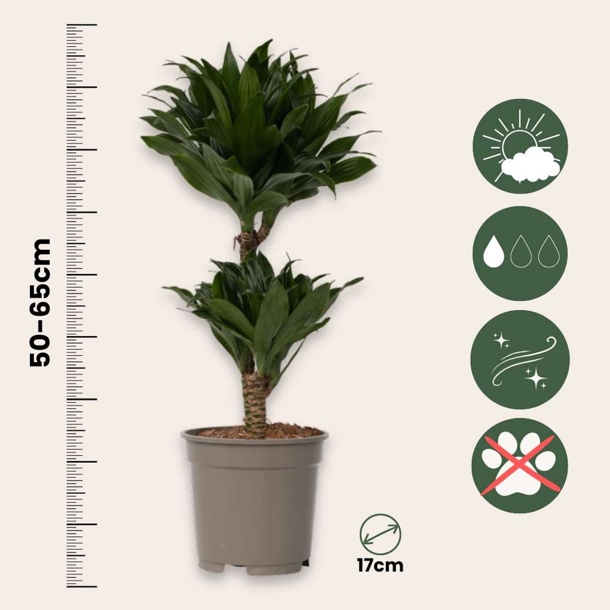 Dragon Tree - Dracaena surculosa - Height 50-65cm - ⌀17cm