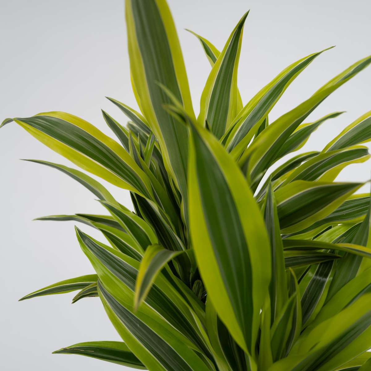 Dragon Tree - Dracaena deremensis 'Lemon Lime' - Height 60-70cm - ⌀17cm
