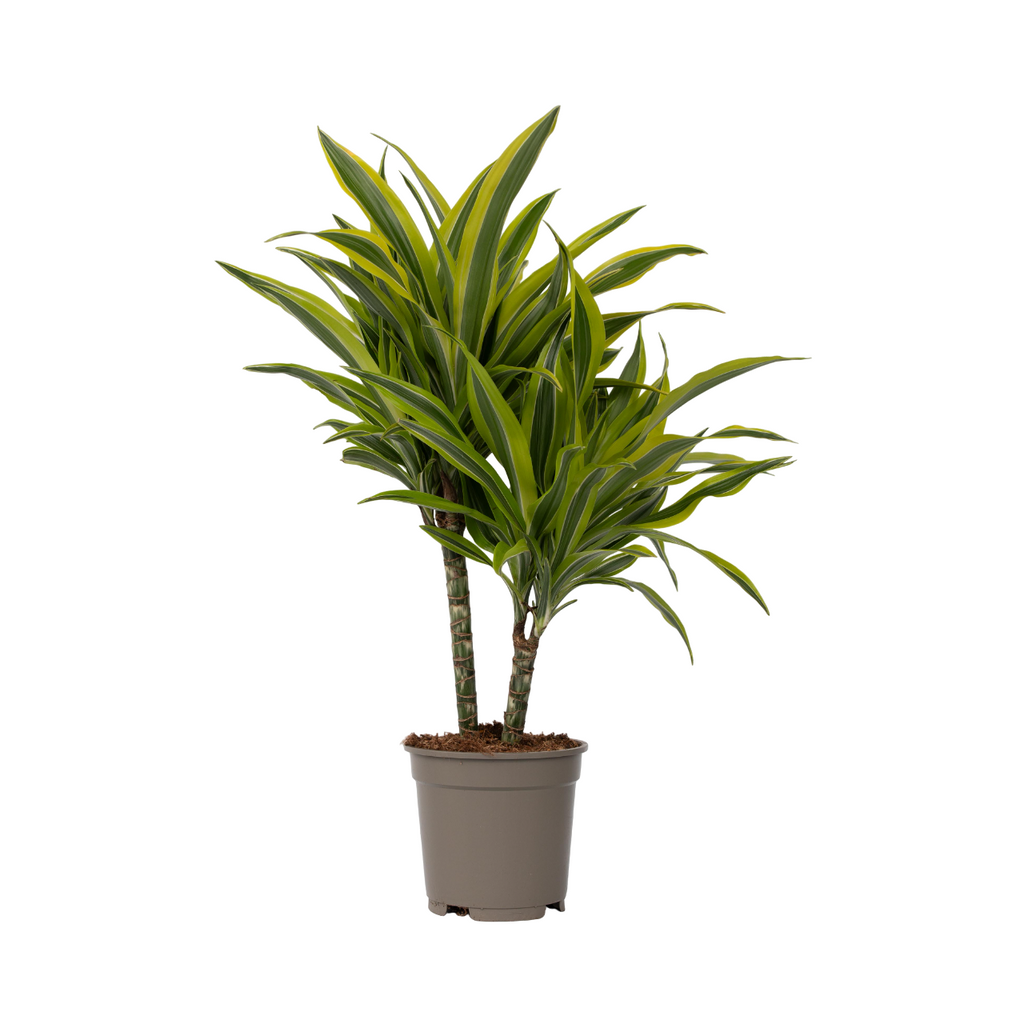 Dragon Tree - Dracaena deremensis 'Lemon Lime' - Height 60-70cm - ⌀17cm