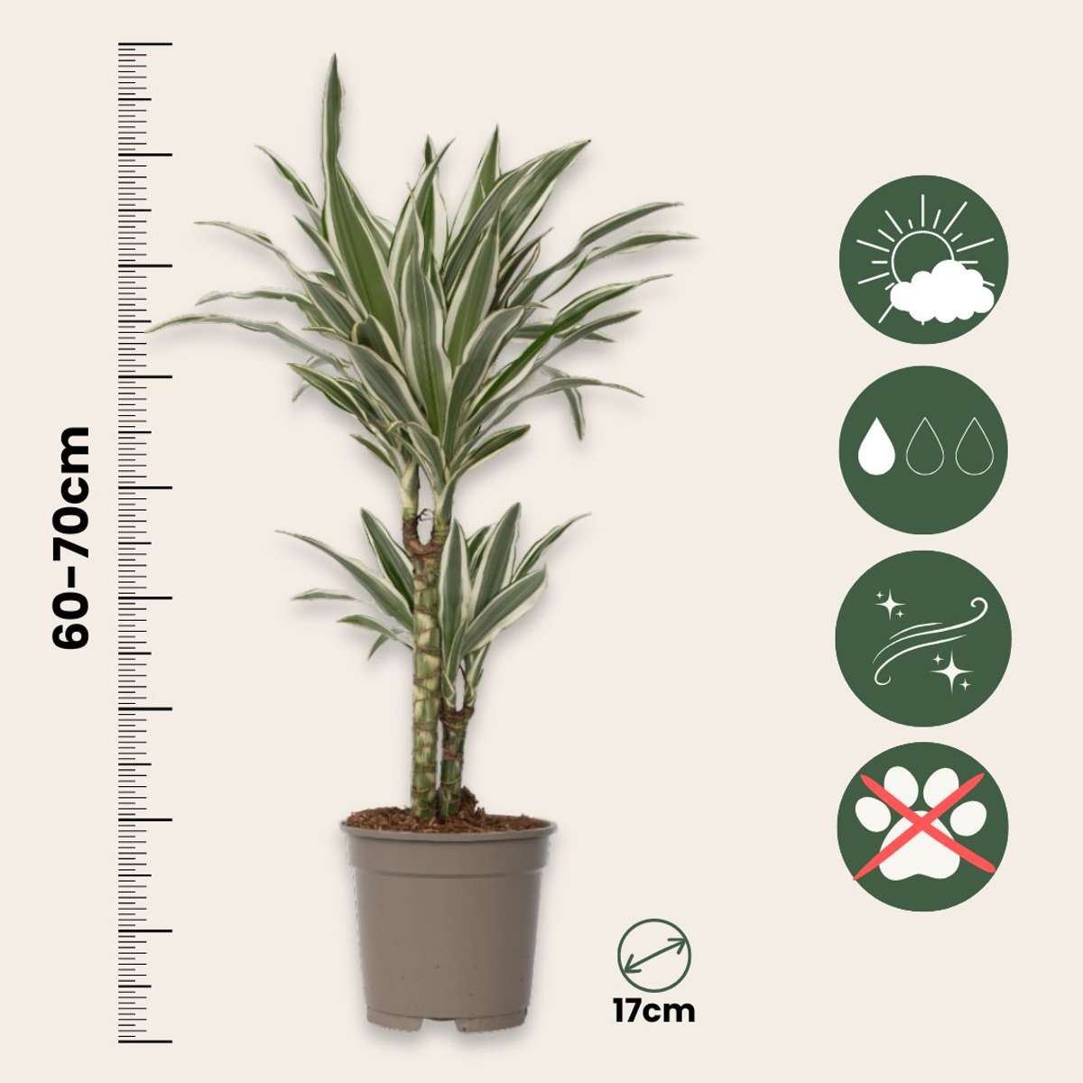 Dragon Tree - 2 pcs. - Dracaena deremensis 'White Stripe' - H60-70cm - ⌀17cm