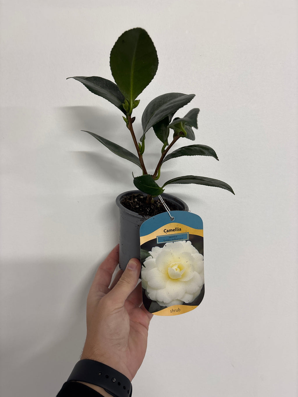 Camellia japonica 'Golden Anniversary' 9cm, 20-30cm height