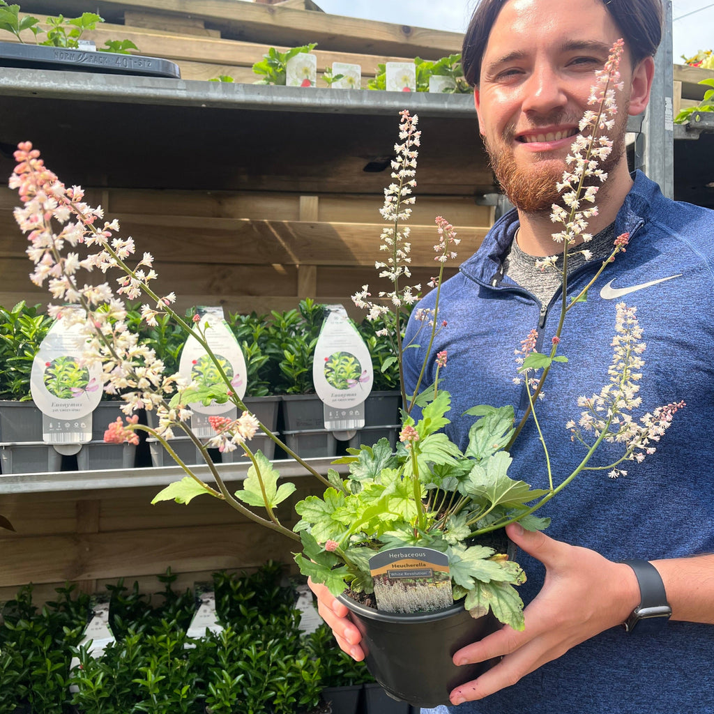 Heuchera 'White Revolution' 2L