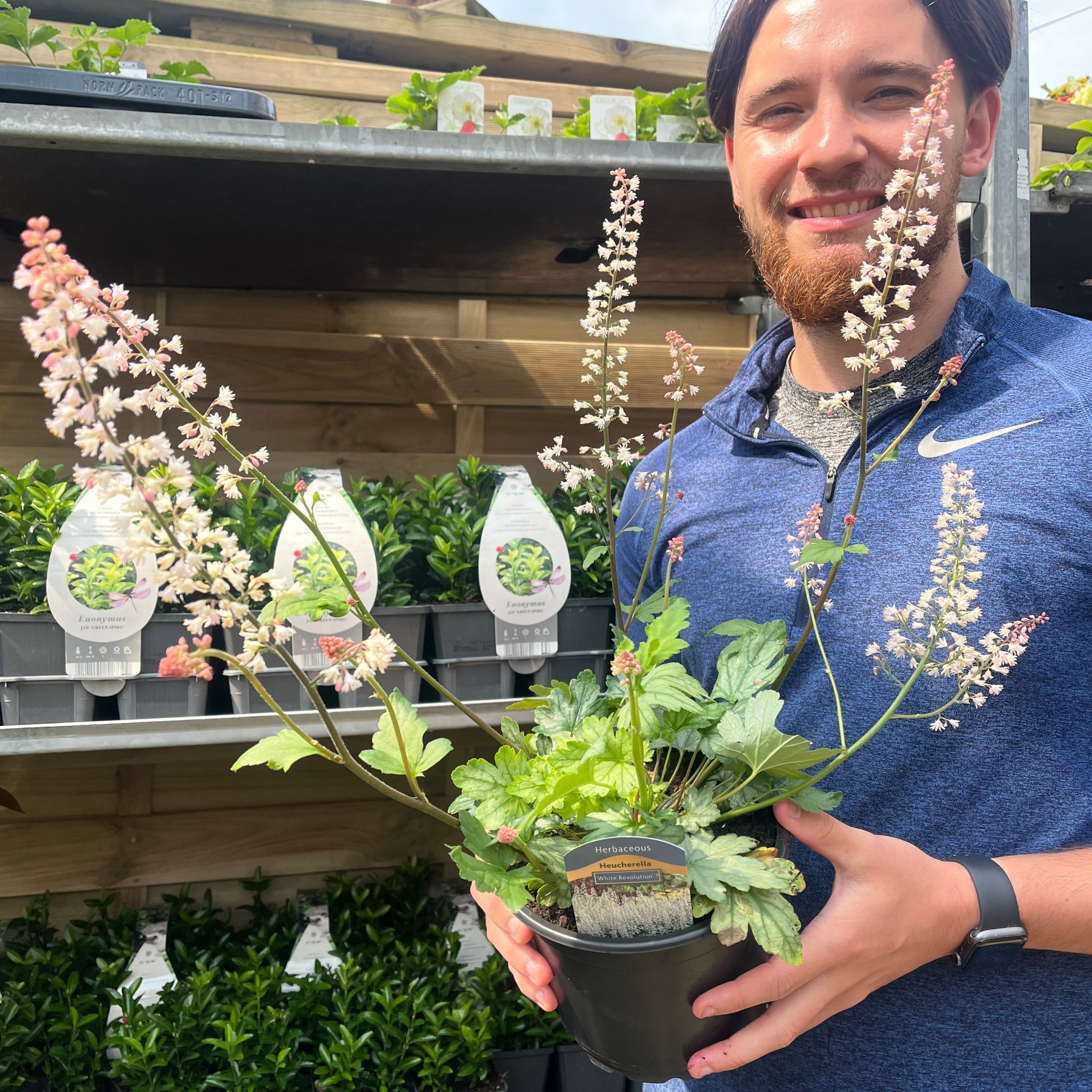 Heuchera 'White Revolution' 2L