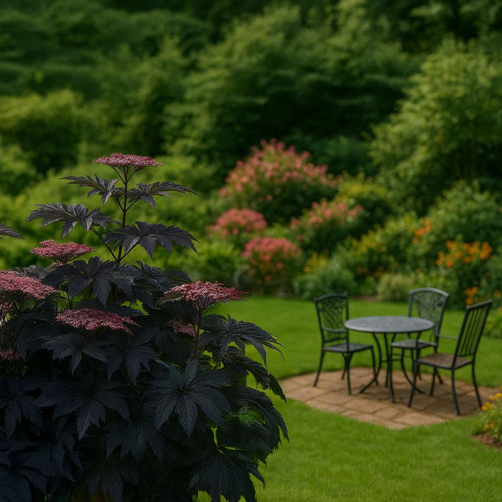 Elder - 2 pcs. - Sambucus nigra 'Black Lace' - Height 25-40cm - ⌀17cm