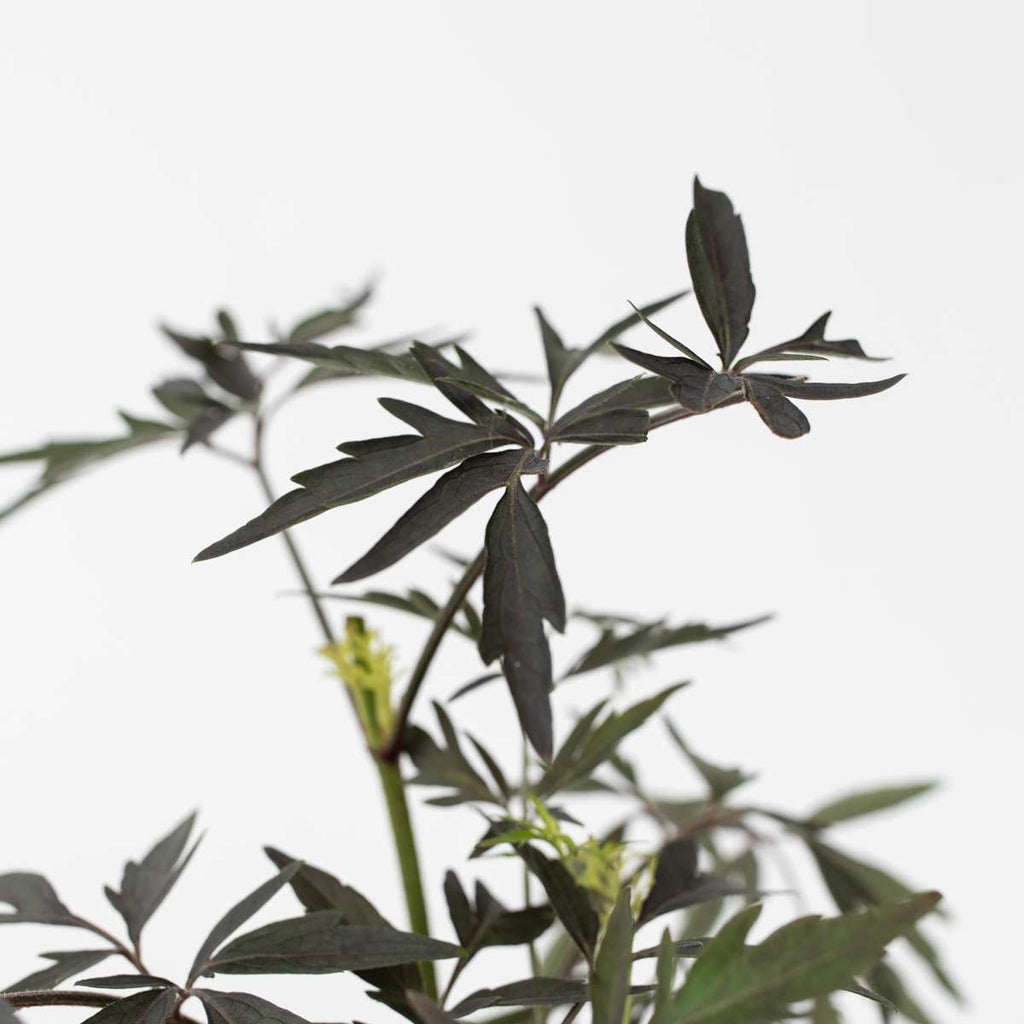 Elder - 2 pcs. - Sambucus nigra 'Black Lace' - Height 25-40cm - ⌀17cm