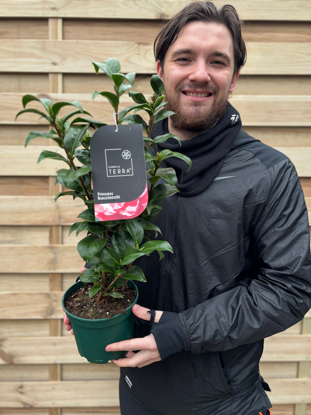 Camellia japonica 'Princess Bacchiocci'  40-50cm