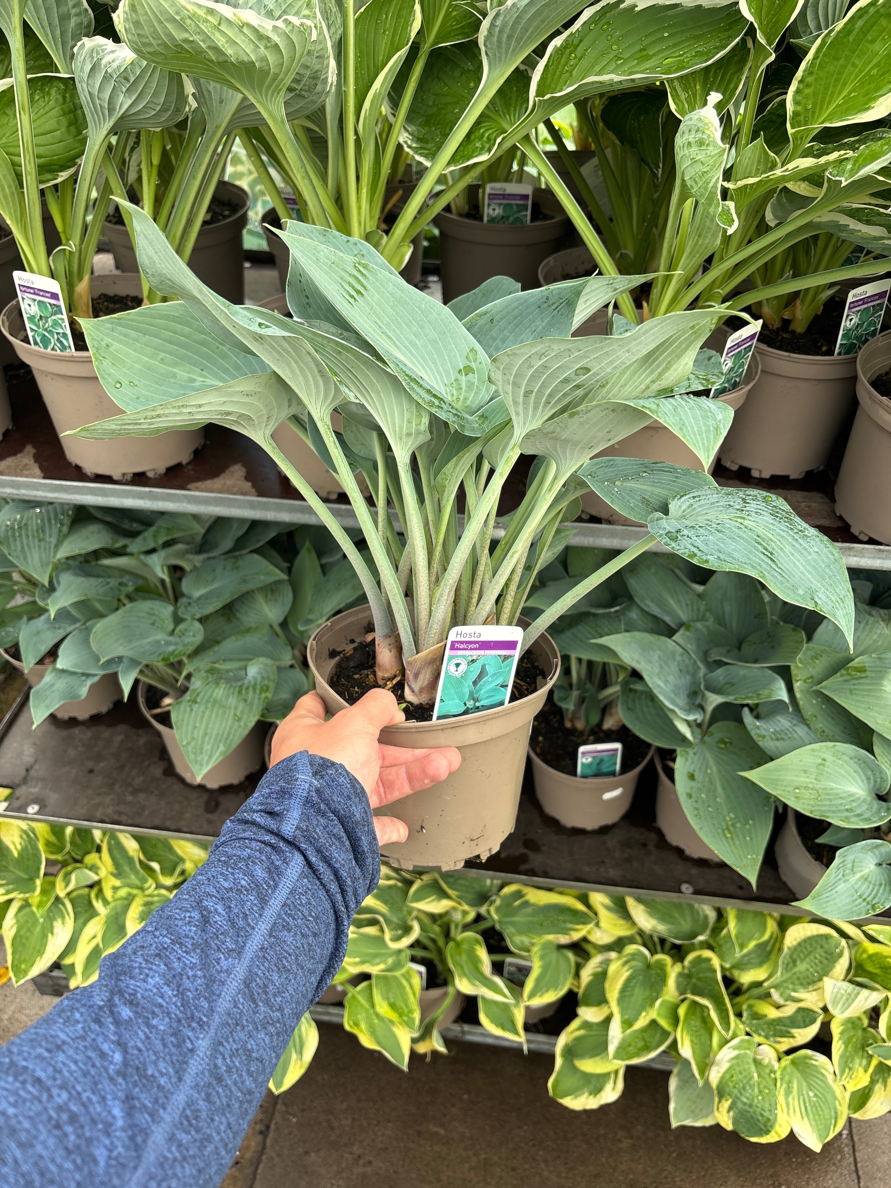 Hosta 'Halcyon' 9cm/1.5L/2L